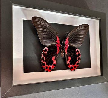 Papillon Support de corps entier pour taxidermie - Papilio