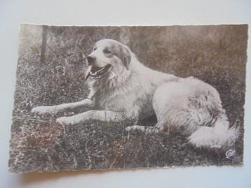 De honden - Ansichtkaart (52) - 1980-1920