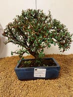cotoneaster - Hoogte (boom): 25 cm - Diepte (boom): 27 cm -