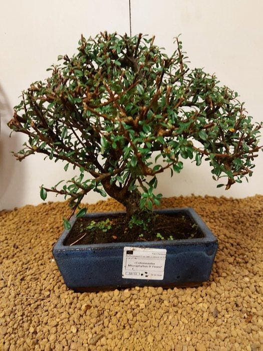 cotoneaster - Hoogte (boom): 25 cm - Diepte (boom): 27 cm -, Antiquités & Art, Curiosités & Brocante