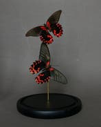 Vlinder Taxidermie volledige montage - Papilio rumanzovia -, Verzamelen, Dierenverzamelingen, Nieuw