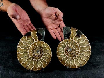 Nautiloidea - Gefossiliseerd dier - cleoniceras in sezione -