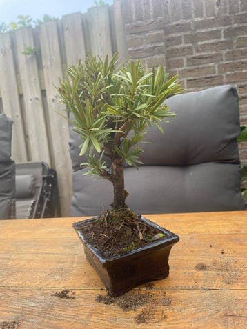 Bonsaï Pin des Bouddhistes (Podocarpus macrophyllus) -