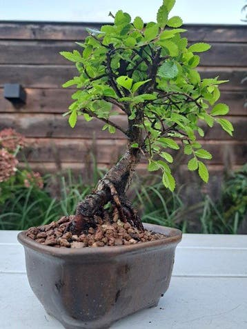 Chinese iep bonsai (Ulmus parviflora) - Hoogte (boom): 18 cm