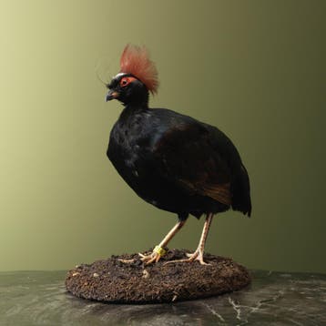 Roelroel M Taxidermie Opgezette Dieren By Max, Verzamelen, Ophalen of Verzenden, Nieuw, Vogel, Opgezet dier