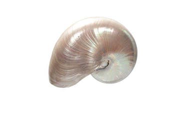zeer grote - enorme Nautilus  adembenemend gepolijst, Nieuw