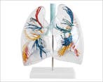 Anatomisch model long transparant ST-ATM 82, Verzenden