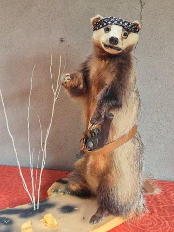 Das Taxidermie wandmontage - Meles meles - présenté en