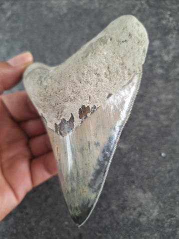 Megalodon - Fossiele tand - 12 cm - 9.2 cm, Verzamelen