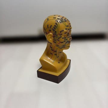 Anatomisch model - Traditionele Chinese Geneeskunde
