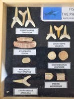 Vitrine présentant une collection de dents fossiles