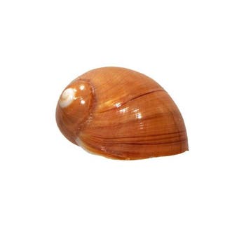 Polinices aurantius (40 mm, Toptoestand GEM) – Uitstekend