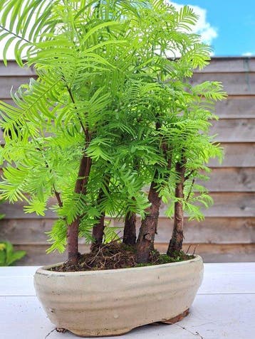 metasequoia bos in bonsaischaal - Hoogte (boom): 27 cm -
