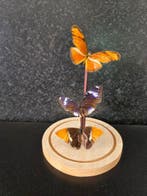 Vlinder Taxidermie volledige montage - Lepidoptera - 18 cm -, Verzamelen, Dierenverzamelingen, Nieuw
