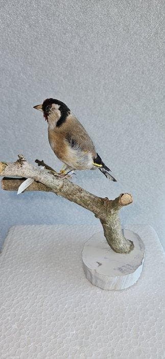 Cardellino Support de corps entier pour taxidermie -