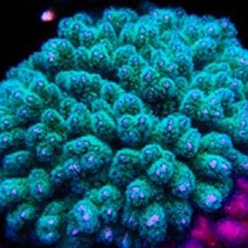 Stylophora Blauw/Groen Frag (Ong. 2-3 cm)