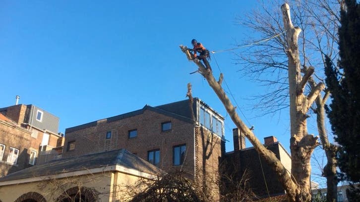 Élagage  arbre, Zakelijke goederen, Overige Zakelijke goederen