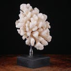 Branche de corail blanche exclusive - Base élégante en bois, Collections