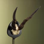 Elandantilope Schedel Taxidermie Opgezette Dieren By Max, Verzamelen, Dierenverzamelingen, Ophalen of Verzenden, Nieuw, Wild dier
