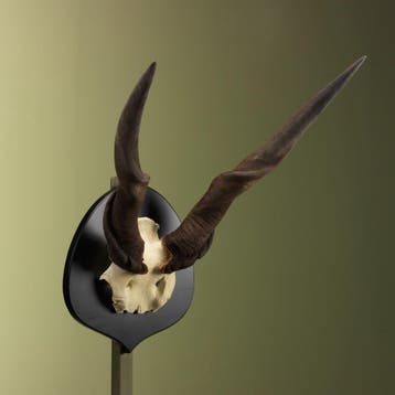 Elandantilope Schedel Taxidermie Opgezette Dieren By Max, Verzamelen, Dierenverzamelingen, Ophalen of Verzenden, Nieuw, Wild dier