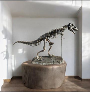 Dinosaurus Skelet - Dinosauro - 189 cm - 40 cm - 95 cm