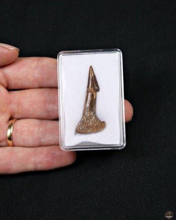 Requin-scie géant - Dent fossile - Onchopristis sp. (Sans, Collections