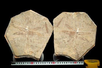 Libel - Fossiele matrix - Sinaeschnidia cansellosa - 23.5 cm