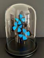 Vlinder Taxidermie volledige montage - Papilio Ulysses - 30, Verzamelen, Dierenverzamelingen, Nieuw