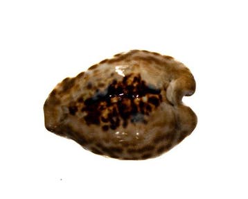 Barycypraea teulerei (49mm) - GIGANTISCHE MAAT -