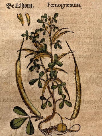 Pietro Andrea Mattioli - Contemporary hand-coloured leaf