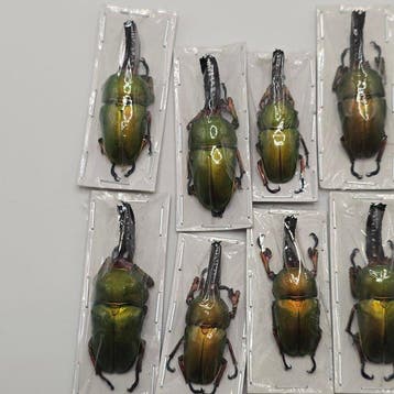 coléoptère Support de corps entier pour taxidermie -, Nieuw