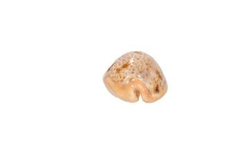 zeldzame Kauri-slak $$$ GEM $$$ Topstaat §§§ Taxidermie, Nieuw