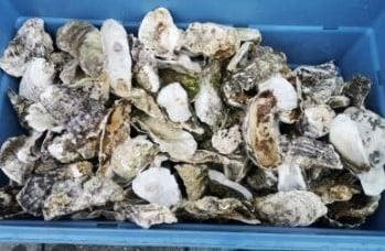Oesterschelpen BOL biologisch watercleaned > 13 cm 4 stuks, Nieuw