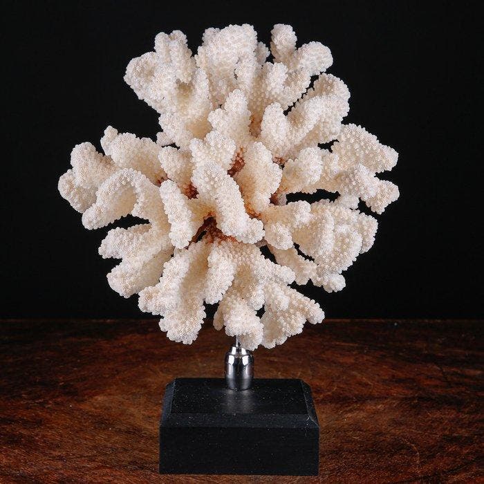 Exclusieve witte koraaltak - Elegante basis van hout en, Collections, Collections Animaux