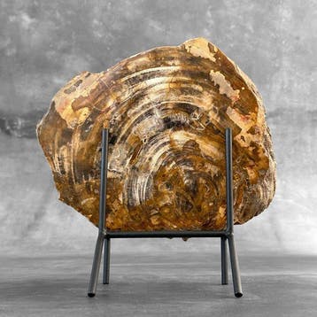 Prachtige schijf versteend hout op een op maat gemaakte