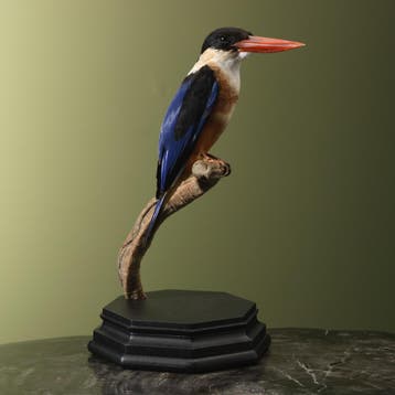 Zwartkapijsvogel Taxidermie Opgezette Dieren By Max, Ophalen of Verzenden, Opgezet dier