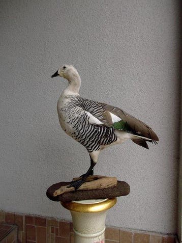 Oie Support de corps entier pour taxidermie - Magellan goose