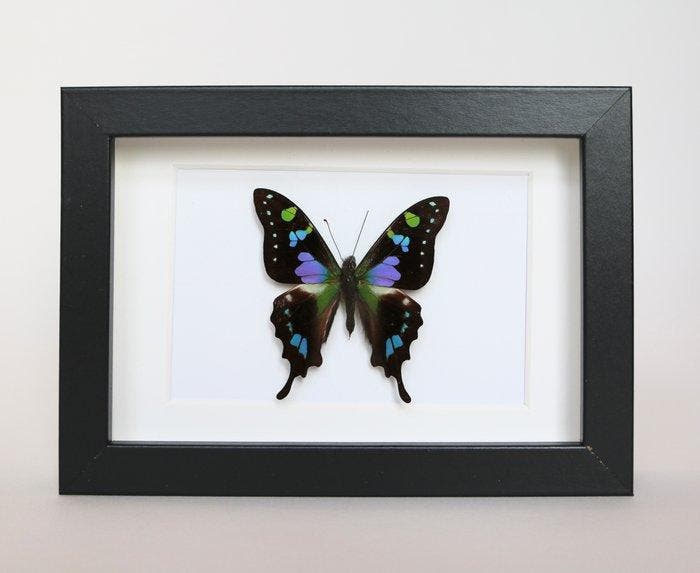 Vlinder Taxidermie volledige montage - Graphium weiskei - 10, Antiek en Kunst, Curiosa en Brocante