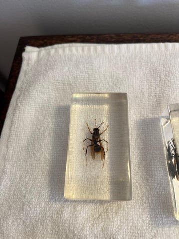 Themacollectie - Insectenverzameling in transparante hars
