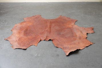 tanned Ostrich skin Taxidermie volledige montage - Struthio, Verzamelen, Nieuw