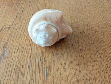 Escargot de mer Coquillage marin - Hemifusus cochilidium, Antiquités & Art, Curiosités & Brocante