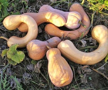 Tahitan Butternut Pompoen basiseenheid zaden, Nieuw