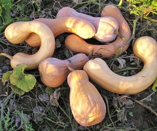 Tahitan Butternut Pompoen basiseenheid zaden, Hobby en Vrije tijd, Knutselen, Nieuw