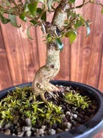 Liguster bonsai (Ligustrum) - Hoogte (boom): 25 cm - Diepte
