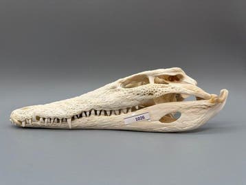 Nijlkrokodil Schedel van een reptiel - Crocodylus niloticus