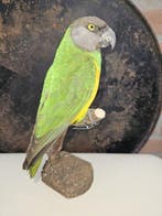 Bonte boer parkiet Taxidermie volledige montage -