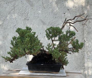 Bonsaï Genévrier (Juniperus) - Hauteur (arbre) : 28 cm -