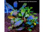 Bucephalandra Batang Kawa in Vitro, Dieren en Toebehoren, Vissen | Aquaria en Toebehoren, Verzenden, Nieuw