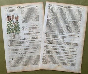 The Herball or generall Historie of Plantes [5 xilografie