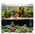 Maple Leaf stone 10-20cm - aquarium decoratie stenen, Verzenden, Nieuw, Plant(en), Steen of Hout